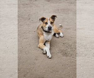 CANDY CORN - Male Mutt Dog for Adoption - Photo #3