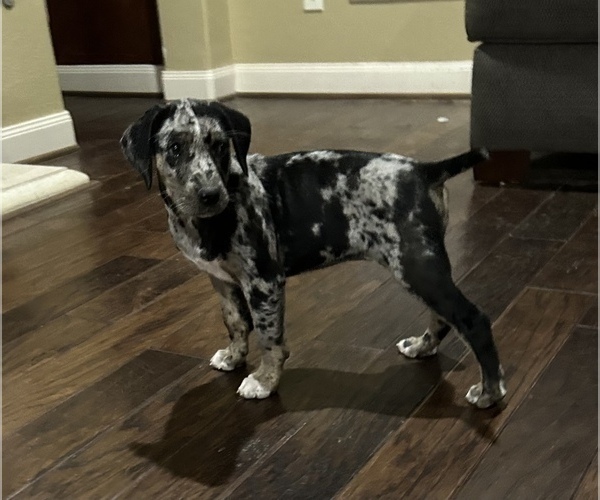 Medium Photo #5 Catahoula Leopard Dog Puppy For Sale in SPRING, TX, USA