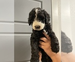 Small Photo #1 Sheepadoodle Puppy For Sale in SHALLOWATER, TX, USA