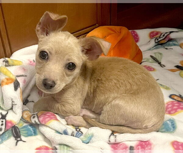 Medium Photo #2 Chihuahua-Unknown Mix Puppy For Sale in Corona, CA, USA