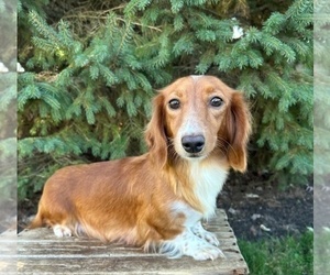 Mother of the Dachshund puppies born on 11/05/2025