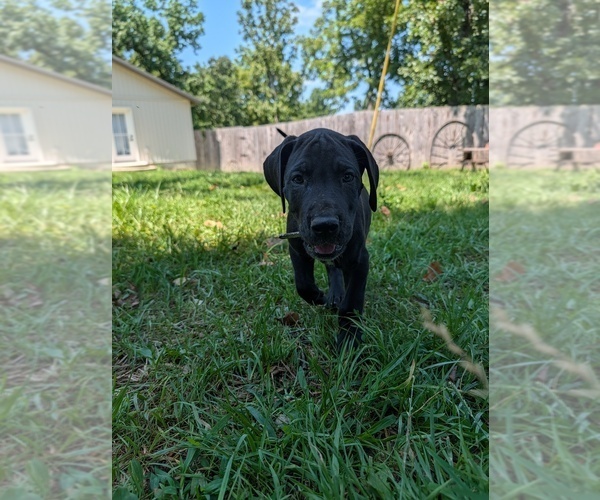 Medium Photo #15 Great Dane Puppy For Sale in WALNUT GROVE, MO, USA