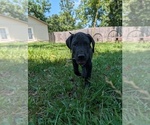 Small #14 Great Dane