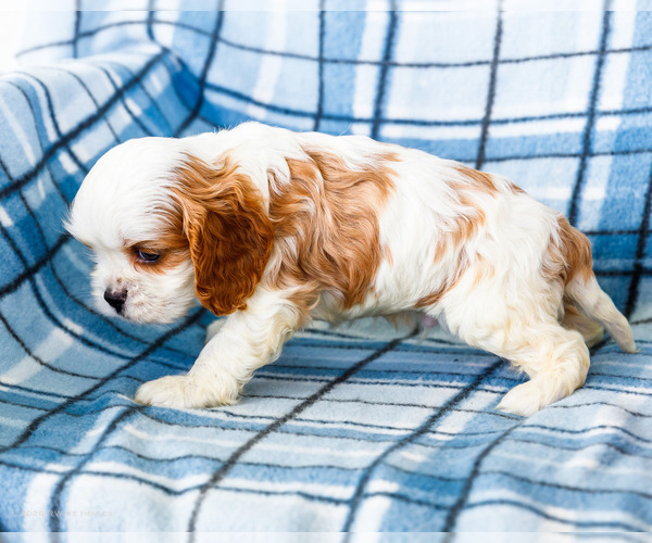 Medium Photo #7 Cockalier Puppy For Sale in WAKARUSA, IN, USA
