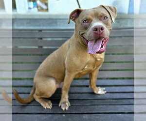 Mutt Dogs for adoption in Long Beach, CA, USA