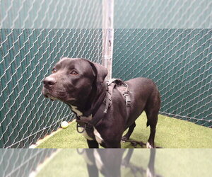 Labrador Retriever-Unknown Mix Dogs for adoption in Downey, CA, USA