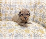 Small Photo #3 Miniature Bernedoodle Puppy For Sale in CUBA CITY, WI, USA