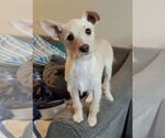 Small #4 Chihuahua Mix