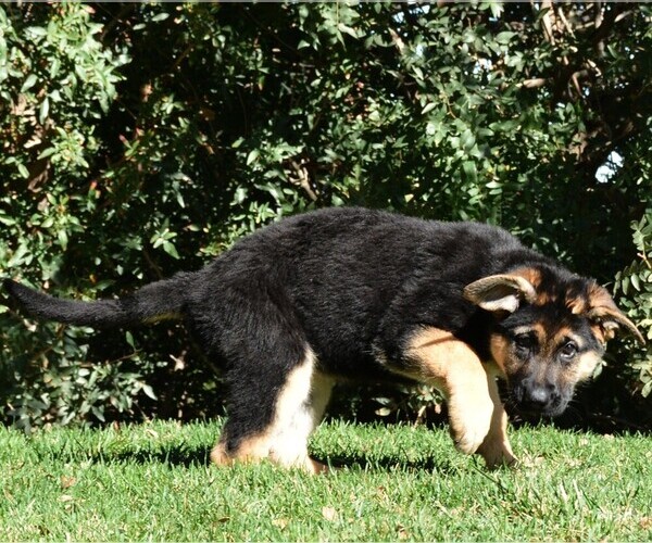 Medium Photo #19 German Shepherd Dog Puppy For Sale in MURRIETA, CA, USA