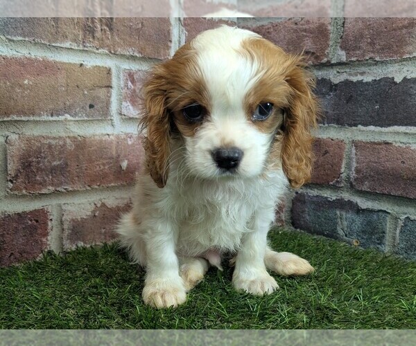 Medium Photo #7 Cavalier King Charles Spaniel Puppy For Sale in MOBERLY, MO, USA