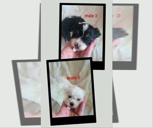 Mal-Shi Puppy for sale in WOBURN, MA, USA