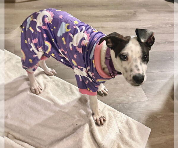 Medium Photo #1 Feist Terrier-Labrador Retriever Mix Puppy For Sale in GILBERTS, IL, USA