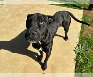 American Pit Bull Terrier-Labrador Retriever Mix Dogs for adoption in Grovetown, GA, USA