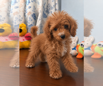 Havapoo puppies - Male Havapoo Puppy for Sale - Photo #12