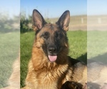Small Photo #4 German Shepherd Dog Puppy For Sale in LA SALLE, CO, USA