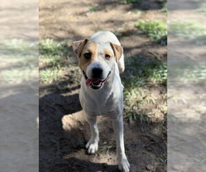 Mutt Dogs for adoption in Riverside, CA, USA