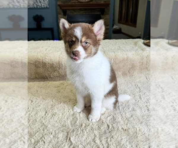 Medium Photo #4 Pomsky Puppy For Sale in GREENWOOD, IN, USA