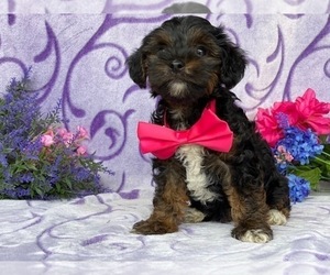 Medium YorkiePoo