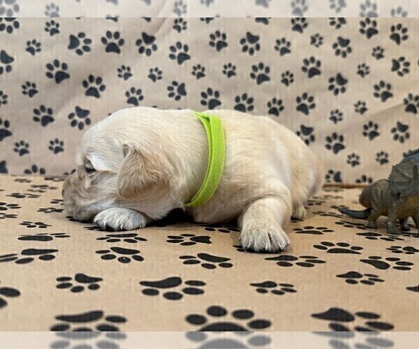 Medium Photo #6 Golden Retriever Puppy For Sale in PANA, IL, USA
