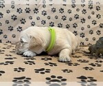 Small #5 Golden Retriever