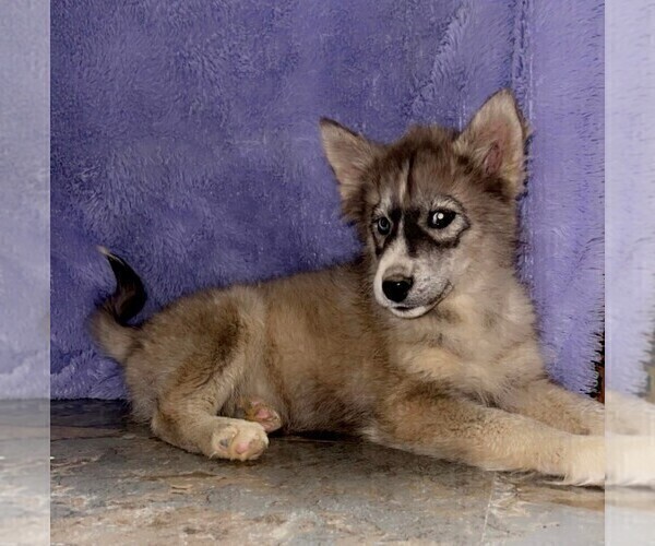 Medium Photo #2 Siberian Husky Puppy For Sale in SANDY HOOK, KY, USA