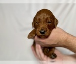 Small Photo #63 Goldendoodle Puppy For Sale in ABILENE, TX, USA