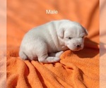 Small Photo #1 Jack Russell Terrier Puppy For Sale in KINGSVILLE, MO, USA