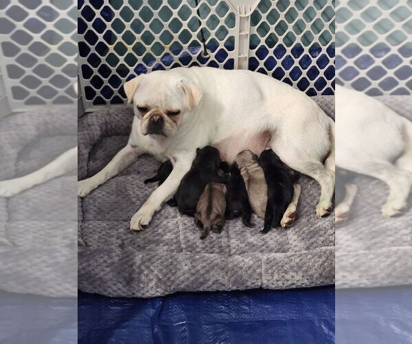 Medium Photo #1 Pug Puppy For Sale in CORY, IN, USA