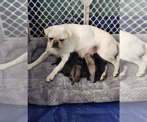 Mother of the Pug puppies born on 04/20/2025