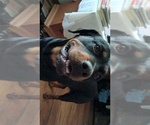Small #5 Rottweiler