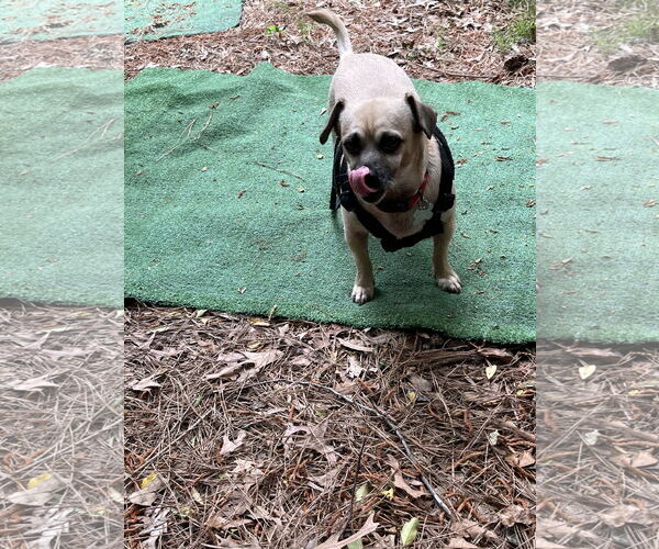 Medium Photo #8 Pug-Unknown Mix Puppy For Sale in Holly Springs, NC, USA
