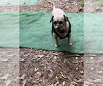 Small #7 Pug Mix