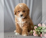 Small #4 Poodle (Miniature)