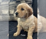 Puppy Paige Golden Retriever
