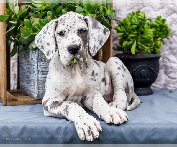 Medium Photo #1 Great Dane Puppy For Sale in WAKARUSA, IN, USA