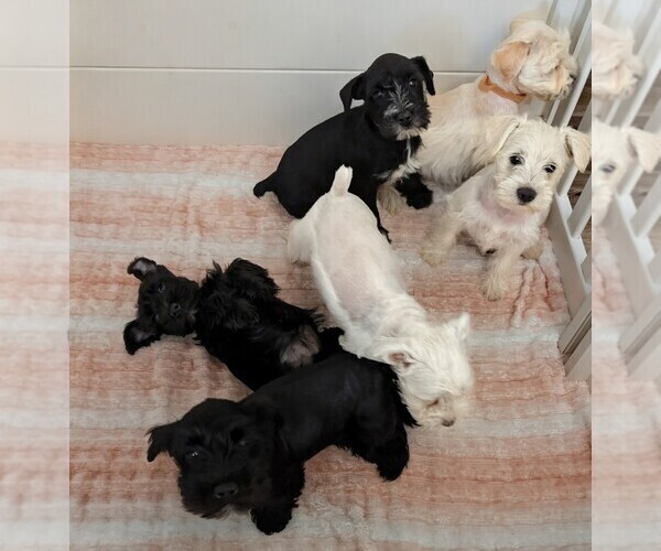Medium Photo #1 Schnauzer (Miniature) Puppy For Sale in HASLET, TX, USA