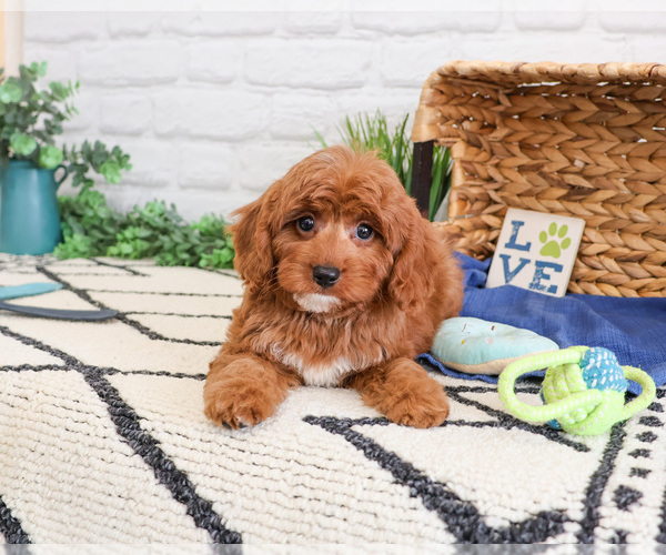 Medium Photo #1 Cavapoo (Miniature) Puppy For Sale in SYRACUSE, IN, USA