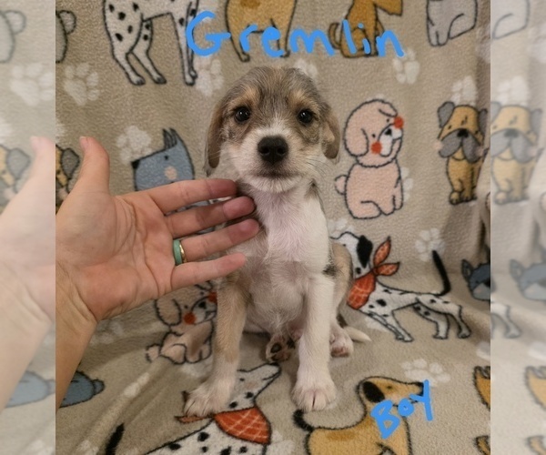 Medium Photo #17 Chizer Puppy For Sale in MONTEZUMA, GA, USA