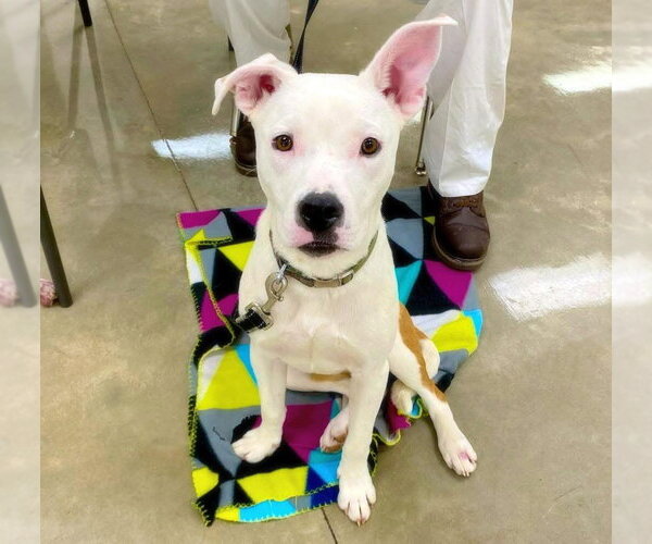 Medium Photo #2 American Bulldog-Unknown Mix Puppy For Sale in Alexander, AR, USA