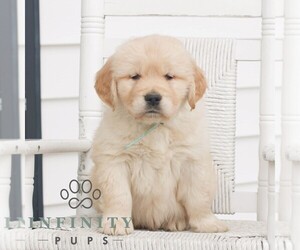 Golden Retriever Puppy for sale in COATESVILLE, PA, USA