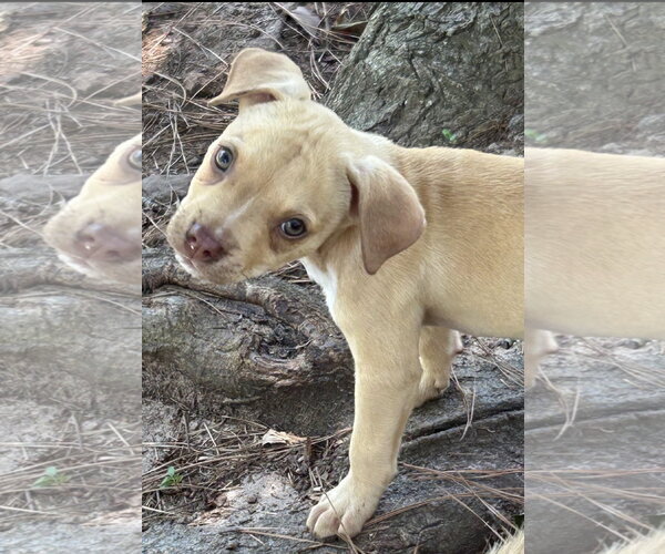 Medium Photo #3 Mutt Puppy For Sale in Rockaway, NJ, USA