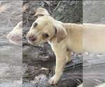 Small #2 Mutt