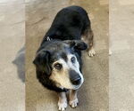 Small #2 Mutt
