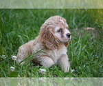 Small #8 Cocker Spaniel