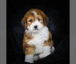 Small Photo #3 Bernedoodle-Poodle (Miniature) Mix Puppy For Sale in DALTON, OH, USA