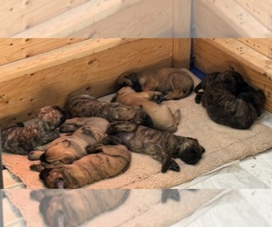 Mastiff Litter for sale in LACEY TOWNSHIP, NJ, USA