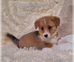 Small Photo #55 Pembroke Welsh Corgi Puppy For Sale in ARROYO GRANDE, CA, USA