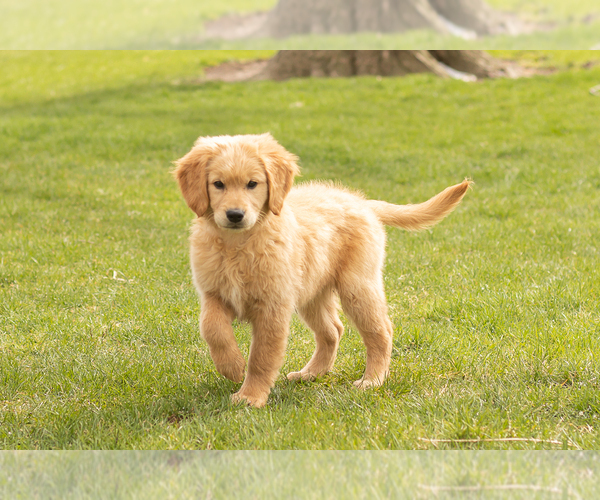 Medium Photo #1 Golden Retriever Puppy For Sale in WOLCOTTVILLE, IN, USA