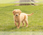Small Photo #1 Golden Retriever Puppy For Sale in WOLCOTTVILLE, IN, USA