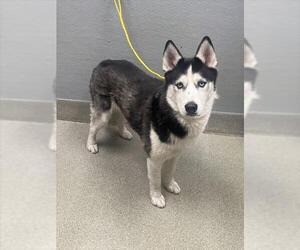 Siberian Husky-Unknown Mix Dogs for adoption in Las Vegas, NV, USA